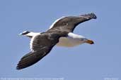 Pacific Gull, St. Helens, Tasmania, Australia, February 2006 - click for larger image