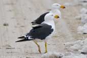 Pacific Gull, Kangaroo Island, South Australia, March 2006 - click for larger image