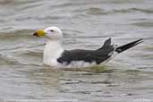 Pacific Gull, Kangaroo Island, South Australia, March 2006 - click for larger image