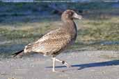 Immature Pacific Gull, Wilson's Promontory, Victoria, Australia, April 2006 - click for larger image