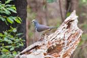 Wonga Pigeon, Murramarang NP, NSW, Australia, March 2006 - click for larger image