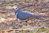 Wonga Pigeon, Mallacoota, Victoria, Australia, April 2006 - click for larger image