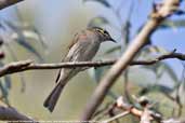 Yellow-faced Honeyeater, Murramarang NP, NSW, Australia, March 2006 - click for larger image