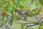 Yellow-faced Honeyeater, Kuranda, Queensland, Australia, November 2010 - click for larger image