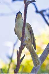 Purple-gaped Honeyeater, Coorong, S.A., Australia, February 2006 - click for larger image