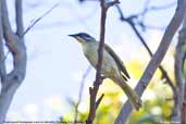 Purple-gaped Honeyeater, Coorong, S.A., Australia, February 2006 - click for larger image