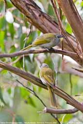 Yellow-faced Honeyeater, Tahune Airwalk, Australia, January 2006 - click for larger image