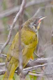 Yellow-faced Honeyeater, Freycinet, Australia, February 2006 - click for larger image