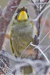 Yellow-faced Honeyeater, Freycinet, Australia, February 2006 - click for larger image