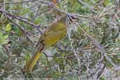 Yellow-faced Honeyeater, Freycinet, Australia, February 2006 - click for larger image