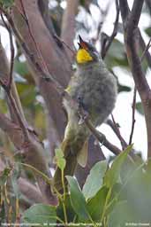 Yellow-faced Honeyeater, Mt. Wellington, Australia, February 2006 - click for larger image