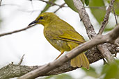 Yellow Honeyeater, Mareeba, Queensland, Australia, March 2006 - click for larger image