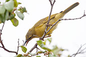 Yellow Honeyeater, Mareeba, Queensland, Australia, March 2006 - click for larger image