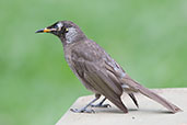 Bridled Honeyeater, Kuranda, Queensland, Australia, November 2010 - click for larger image