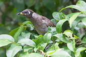 Bridled Honeyeater, Kuranda, Queensland, Australia, November 2010 - click for larger image