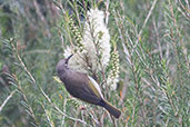 Brown Honeyeater, Busselton, Western Australia, October 2013 - click for larger image