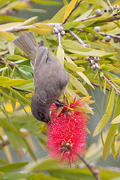 Brown Honeyeater, Busselton, Western Australia, October 2013 - click for larger image