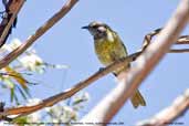 Immature White-eared Honeyeater, Wyperfield, Victoria, Australia, February 2006 - click for larger image