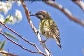 Immature White-eared Honeyeater, Wyperfield, Victoria, Australia, February 2006 - click for larger image