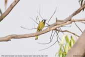 White-eared Honeyeater, Kangaroo Island, South Australia, March 2006 - click for larger image