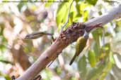 White-eared Honeyeater, Murramarang NP, NSW, Australia, March 2006 - click for larger image