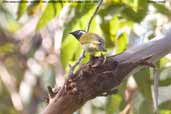 White-eared Honeyeater, Murramarang NP, NSW, Australia, March 2006 - click for larger image