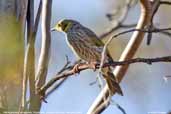 Yellow-plumed Honeyeater, Wyperfield, Victoria, Australia, February 2006 - click for larger image