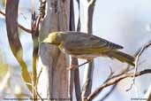Yellow-plumed Honeyeater, Wyperfield, Victoria, Australia, February 2006 - click for larger image