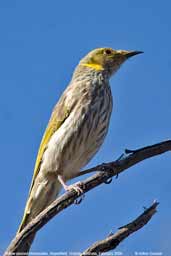 Yellow-plumed Honeyeater, Wyperfield, Victoria, Australia, February 2006 - click for larger image