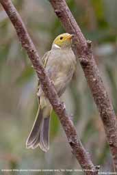 Immature White-plumed Honeyeater, You Yangs, Victoria, South Australia, February 2006 - click for larger image