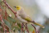 White-plumed Honeyeater, Port Augusta, South Australia, March 2006 - click for larger image