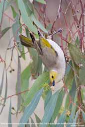 White-plumed Honeyeater, Port Augusta, South Australia, March 2006 - click for larger image