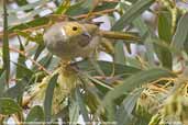 White-plumed Honeyeater, Port Augusta, South Australia, March 2006 - click for larger image