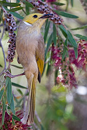 White-plumed Honeyeater, Alice Springs, Northern Territory, Australia, September 2013 - click for larger image