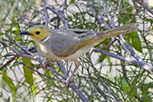 White-plumed Honeyeater, Alice Springs, Northern Territory, Australia, September 2013 - click for larger image