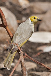 White-plumed Honeyeater, Ormiston Gorge, Northern Territory, Australia, September 2013 - click for larger image