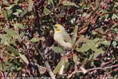 Grey-fronted Honeyeater, Wilpena Pound, South Australia, March 2006 - click for larger image