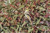 Grey-fronted Honeyeater, Wilpena Pound, South Australia, March 2006 - click for larger image