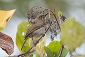 Immature White-gaped Honeyeater, Adelaide River, Northern Territory, Australia, October 2013 - click for larger image