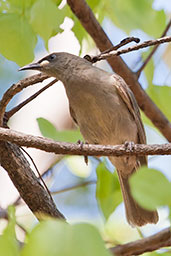 White-gaped Honeyeater, Adelaide River, Northern Territory, Australia, October 2013 - click for larger image