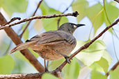 White-gaped Honeyeater, Adelaide River, Northern Territory, Australia, October 2013 - click for larger image