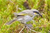 Singing Honeyeater, Port Augusta, South Australia, March 2006 - click for larger image