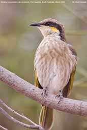 Singing Honeyeater, Port Augusta, South Australia, March 2006 - click for larger image