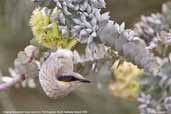 Singing Honeyeater, Port Augusta, South Australia, March 2006 - click for larger image