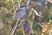 Singing Honeyeater, Perth, Western Australia, October 2013 - click for larger image