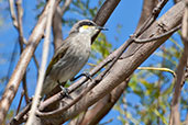 Singing Honeyeater, Perth, Western Australia, October 2013 - click for larger image