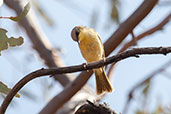 Grey-headed Honeyeater, Ormiston Gorge, Northern Territory, Australia, September 2013 - click for larger image