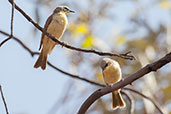 Grey-headed Honeyeater, Ormiston Gorge, Northern Territory, Australia, September 2013 - click for larger image