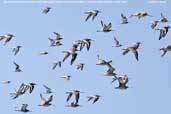 Bar-tailed and Black-tailed Godwit, The Coorong, SA, Australia, March 2006 - click for larger image