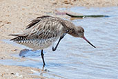 Bar-tailed Godwit, Cairns, Queensland, Australia, November 2010 - click for larger image